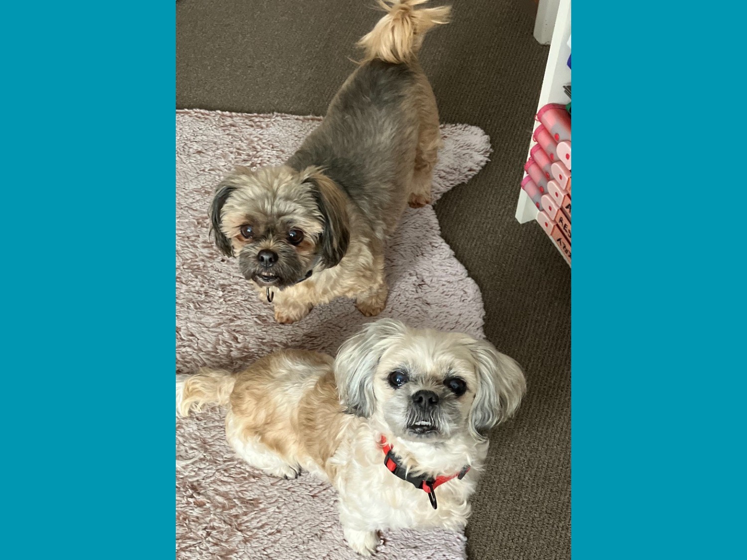 BFAR Shania & Shiloh Maltese X Shih Tzu bonded pair