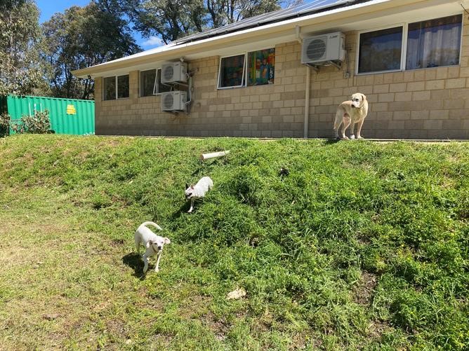 BFAR Old Friends Senior & Special Needs Dog Sanctuary